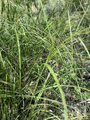 Aristida ternipes