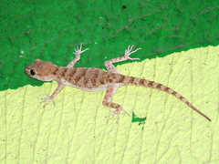 Tenuidactylus fedtschenkoi