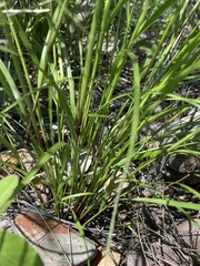 Aristida ternipes