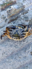 Carcinus maenas