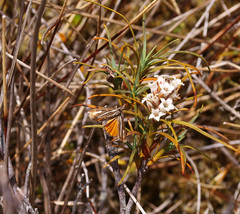 Orocrambus heliotes