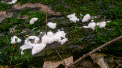 Pachyphlodes pfisteri