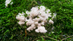 Pachyphlodes pfisteri