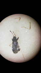 Scolopostethus affinis