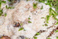 Pachyphlodes pfisteri