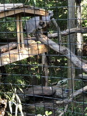 Otocolobus manul
