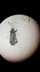 Scolopostethus affinis