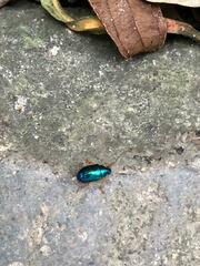 Nodocolaspis costipennis