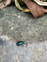 Nodocolaspis costipennis