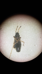 Scolopostethus affinis