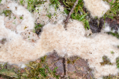 Pachyphlodes pfisteri