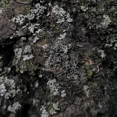 Amandinea punctata