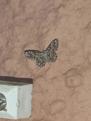 Cinglis andalusiaria