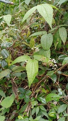 Clematis leschenaultiana