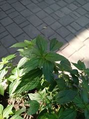 Acalypha australis