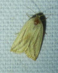 Amolita obliqua