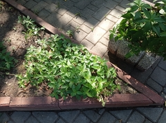 Acalypha australis