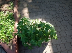 Acalypha australis