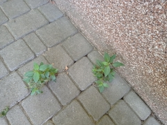 Acalypha australis