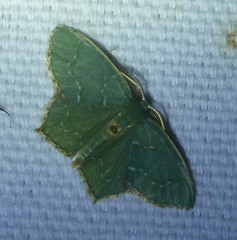 Chloropteryx tepperaria