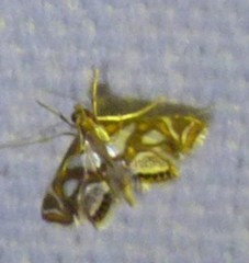 Chrysendeton medicinalis