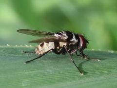 Limnophora tigrina