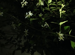Trachelospermum jasminoides