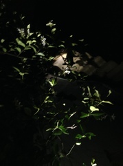 Trachelospermum jasminoides