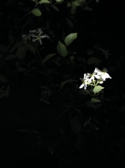 Trachelospermum jasminoides