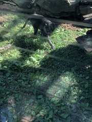 Allenopithecus nigroviridis