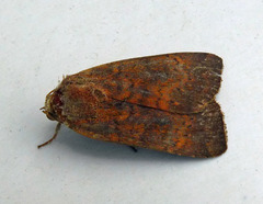 Noctua interjecta