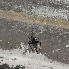 Meloimorpha japonica
