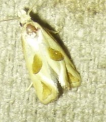Eugnosta bimaculana
