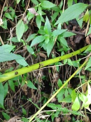 Pneumatopteris callosa