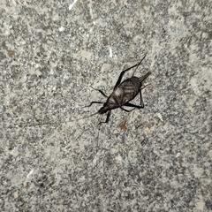 Meloimorpha japonica