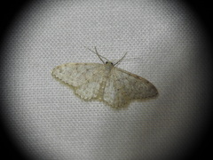 Idaea cervantaria