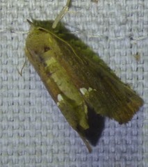 Hypsoropha hormos