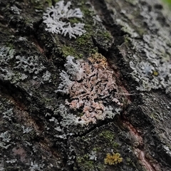 Erythricium aurantiacum
