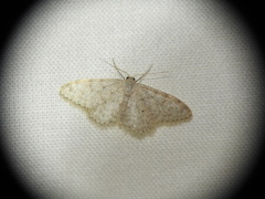 Idaea cervantaria