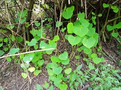 Homalanthus giganteus