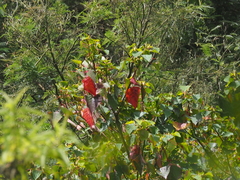 Homalanthus giganteus