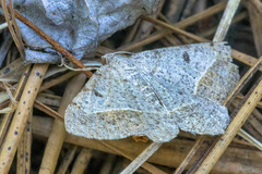 Digrammia irrorata