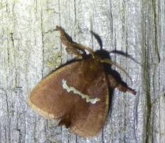 Monoleuca semifascia