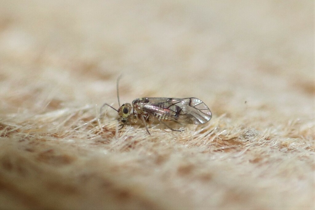 Blaste from Mission, TX, USA on August 19, 2022 at 07:26 PM by ...