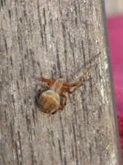 Neoscona crucifera
