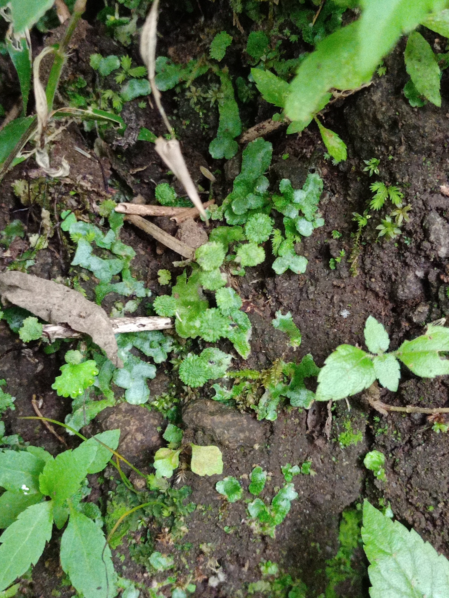 Asterella khasyana