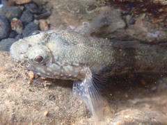 Bathygobius andrei