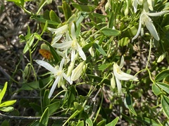 Clematis pubescens