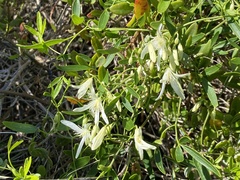Clematis pubescens