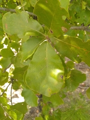 Quercus arkansana